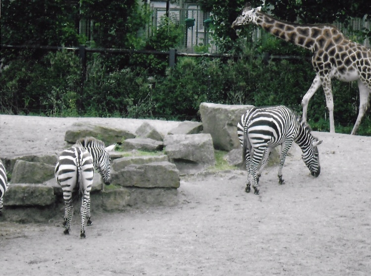 Zebras and giraffe 2017