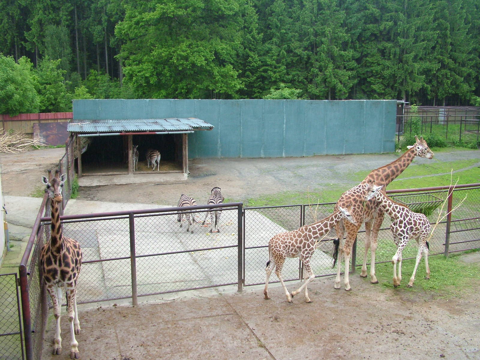 Zebras and Giraffes at Olomouc 30/05/09