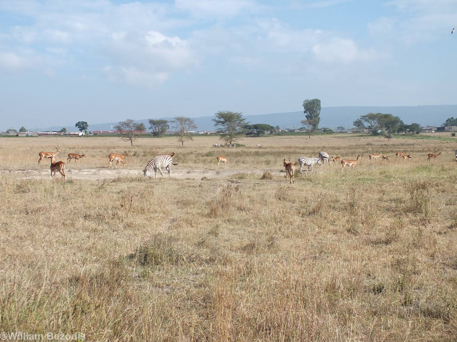 Zebras and Impalas - Lake Nakuru