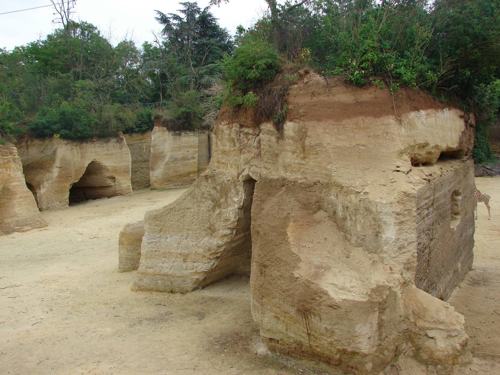 Zebras and Kordofan's giraffes exhibit