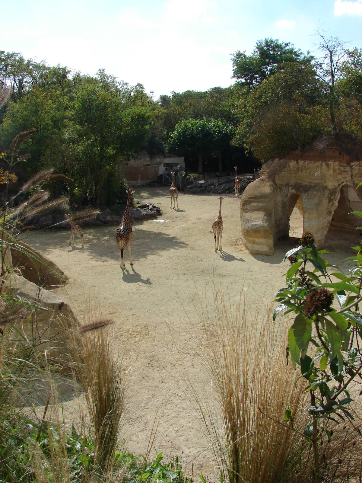 Zebras and Kordofan's Giraffes exhibit