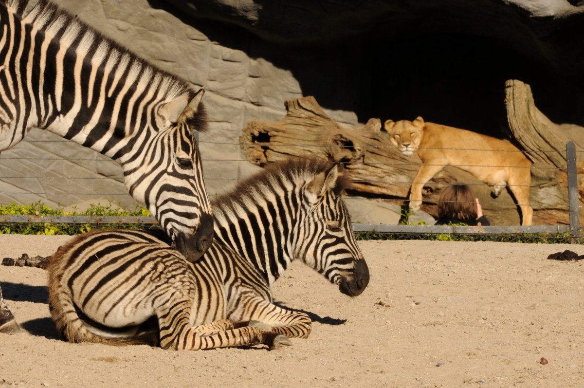 Zebras and lion at Hamburg