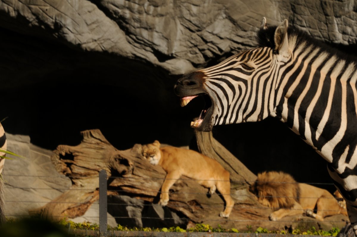 Zebras and lion at Hamburg