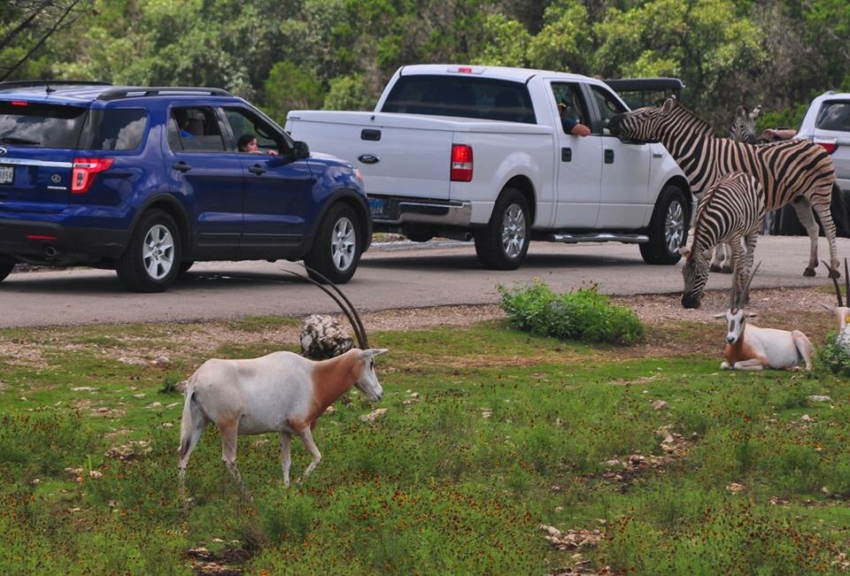 Zebras and Oryx