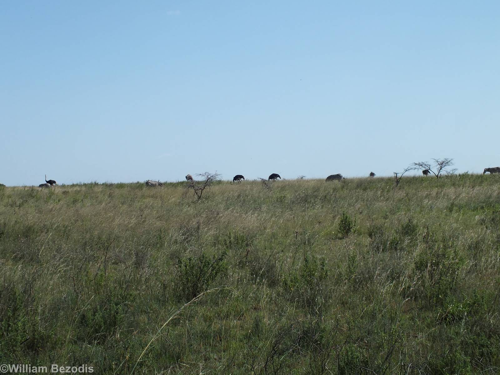 Zebras and Ostrich - Nairobi National Park