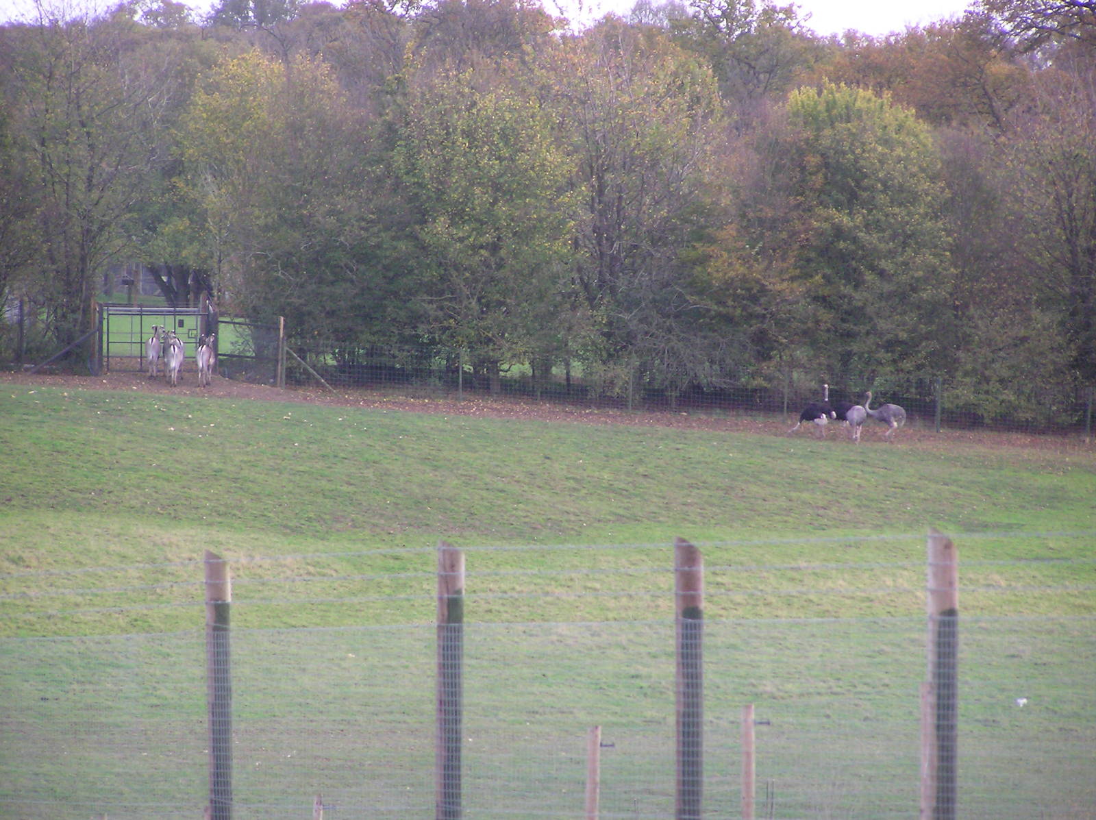 Zebras and Ostriches from Another Perspective