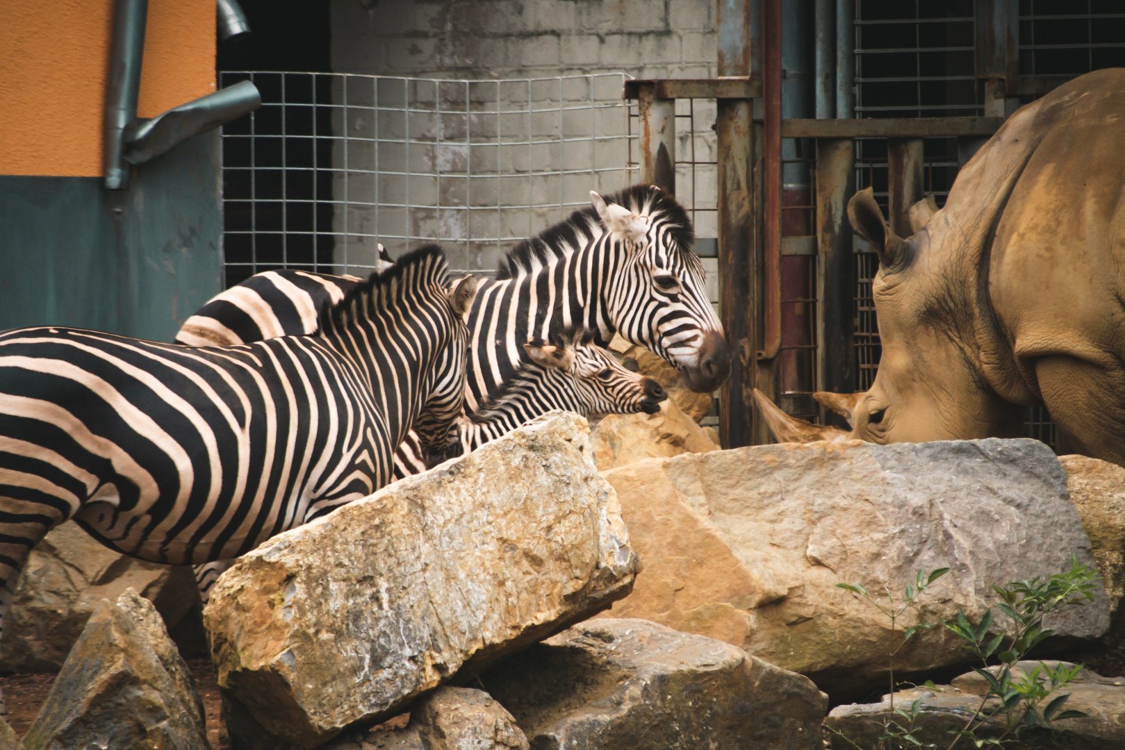 Zebras and rhino