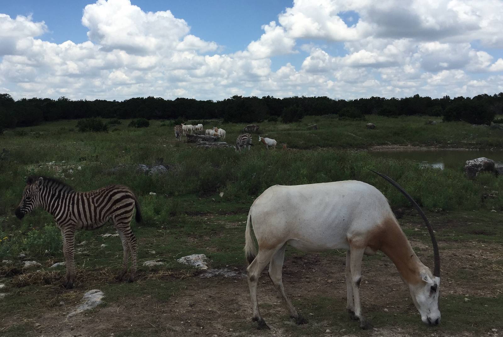 Zebras and Scimitar-horned Oryx