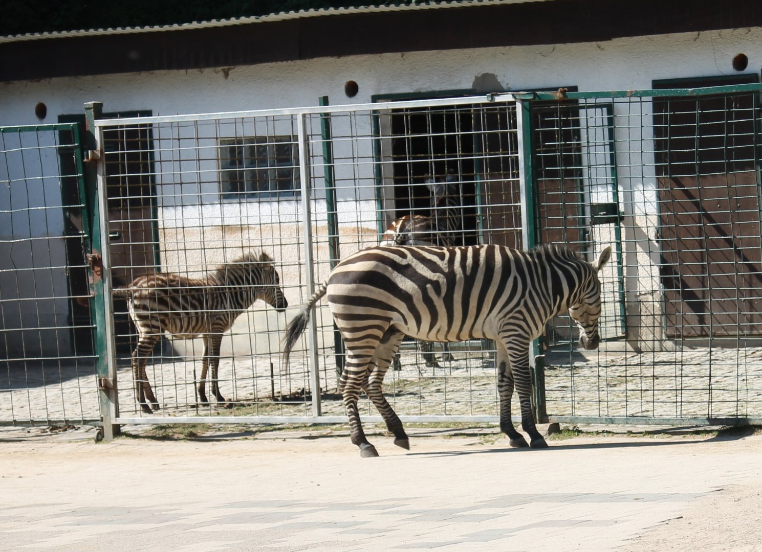 Zebras and stables