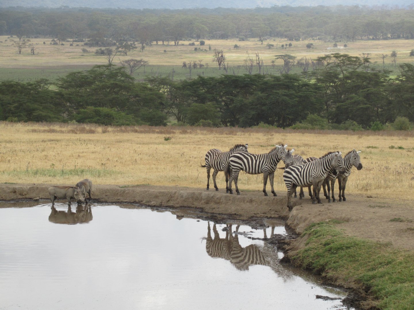 Zebras and warthog