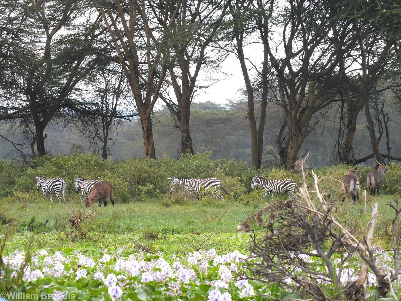 Zebras and Waterbuck- Lake Naivasha