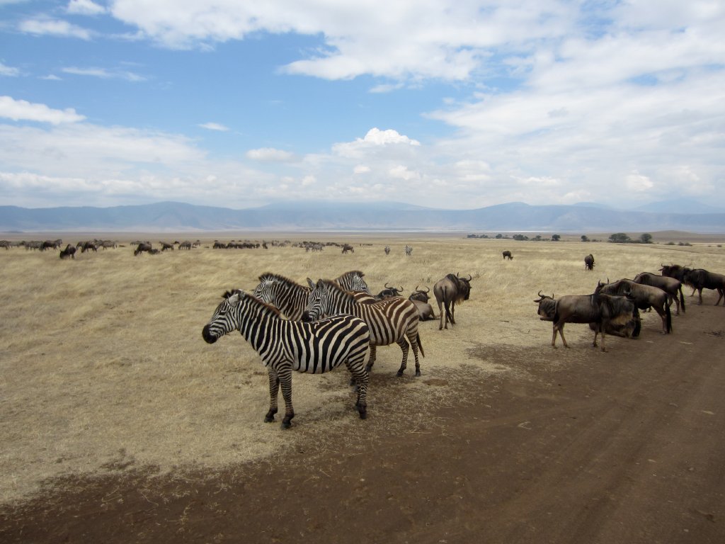 Zebras and Wildebeest
