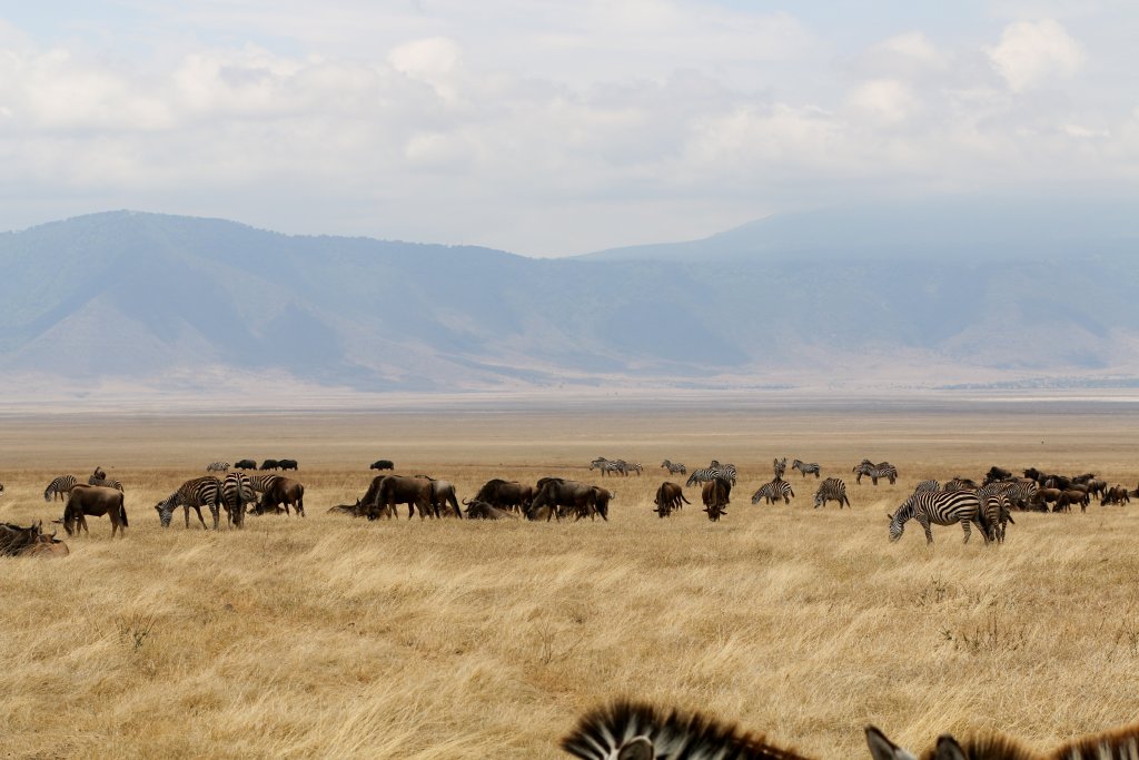 Zebras and Wildebeest