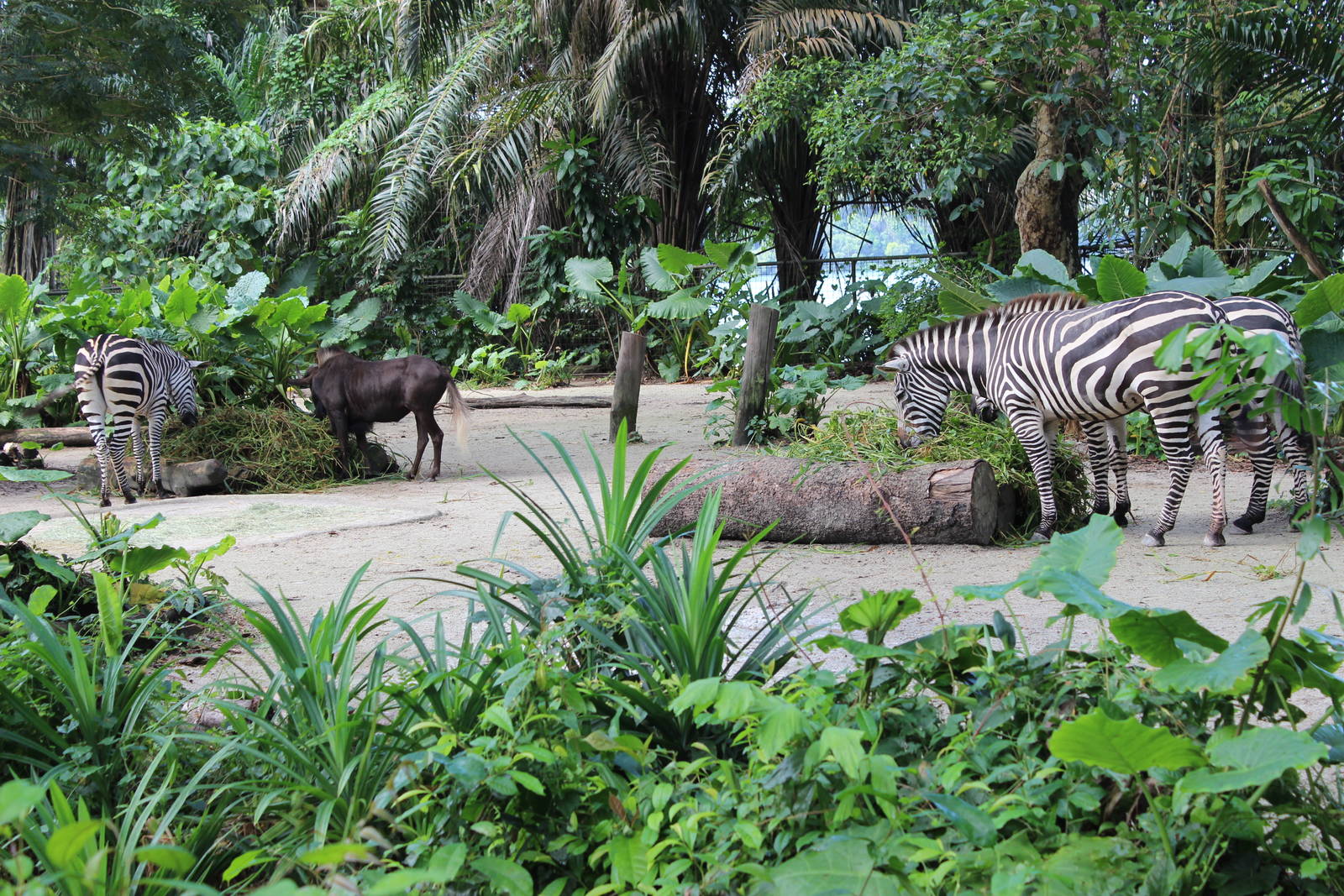 Zebras and Wildebeest