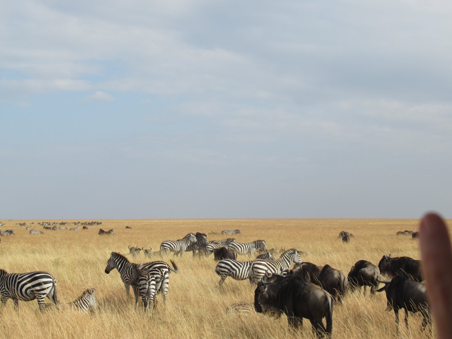 Zebras and wildebeest