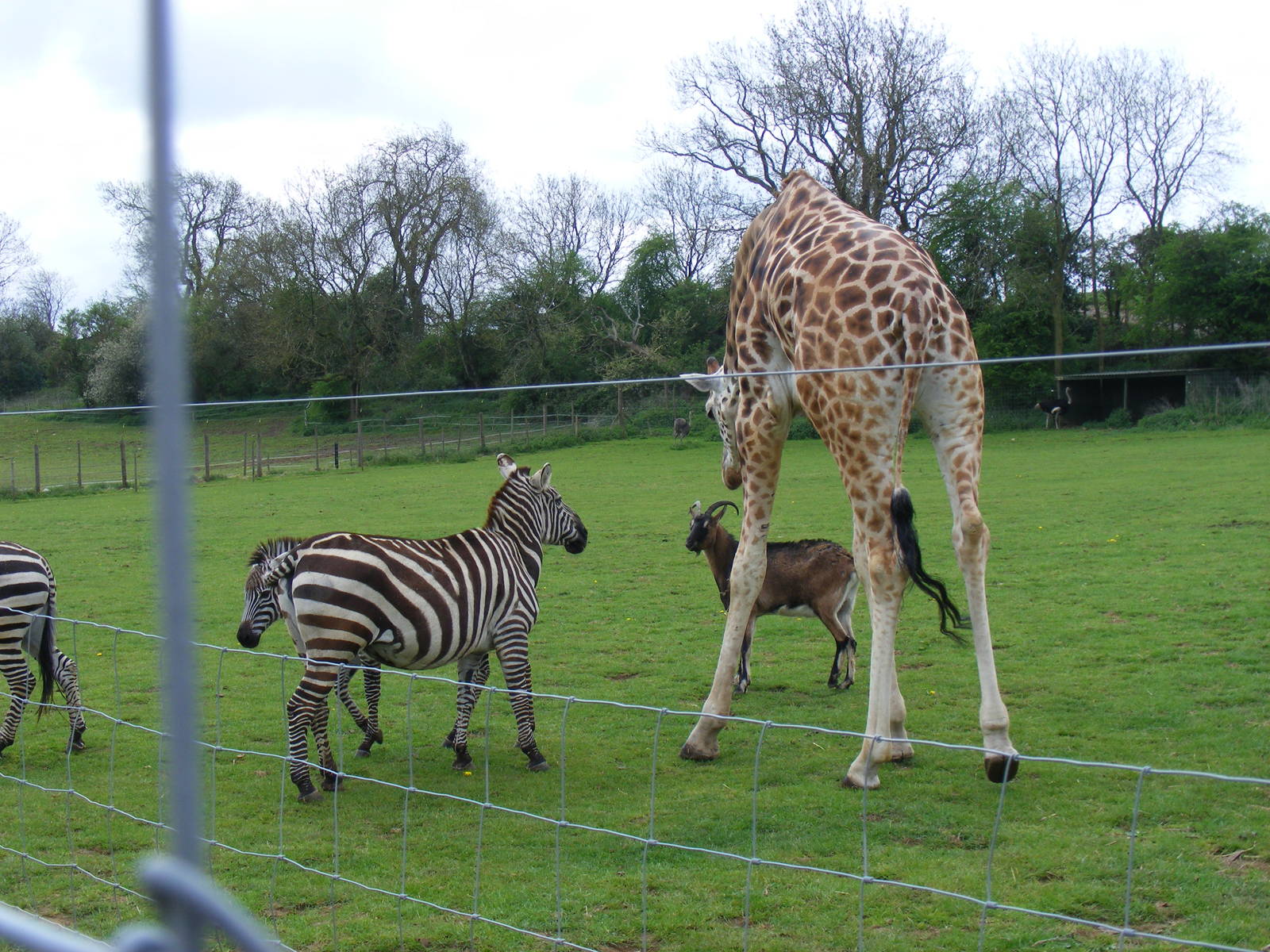 Zebras, Arthur the Anglo nubian goat and Gerald the giraffe at Noah's Ark Z