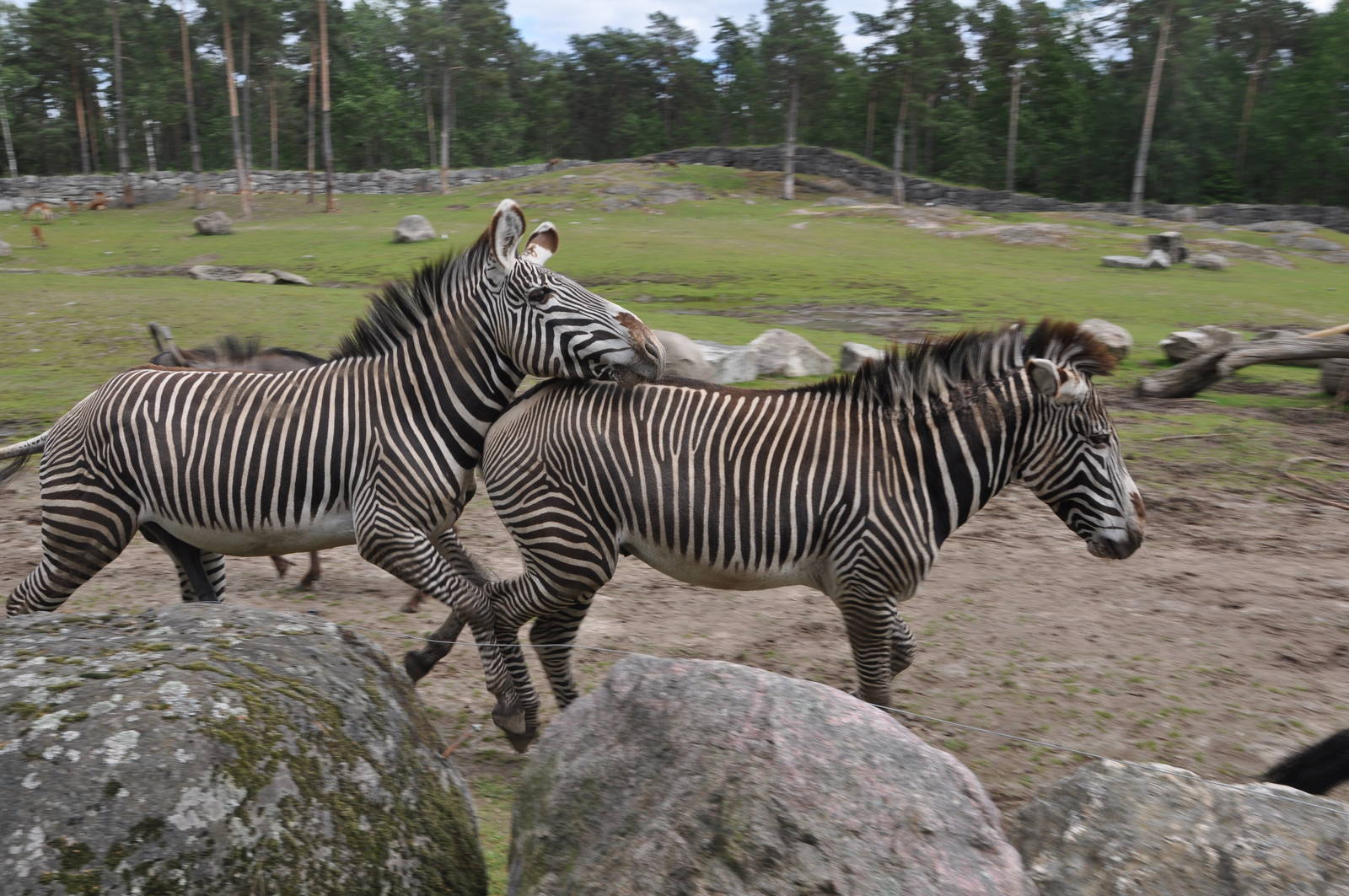 Zebras at Kolmarden Wildlife Park