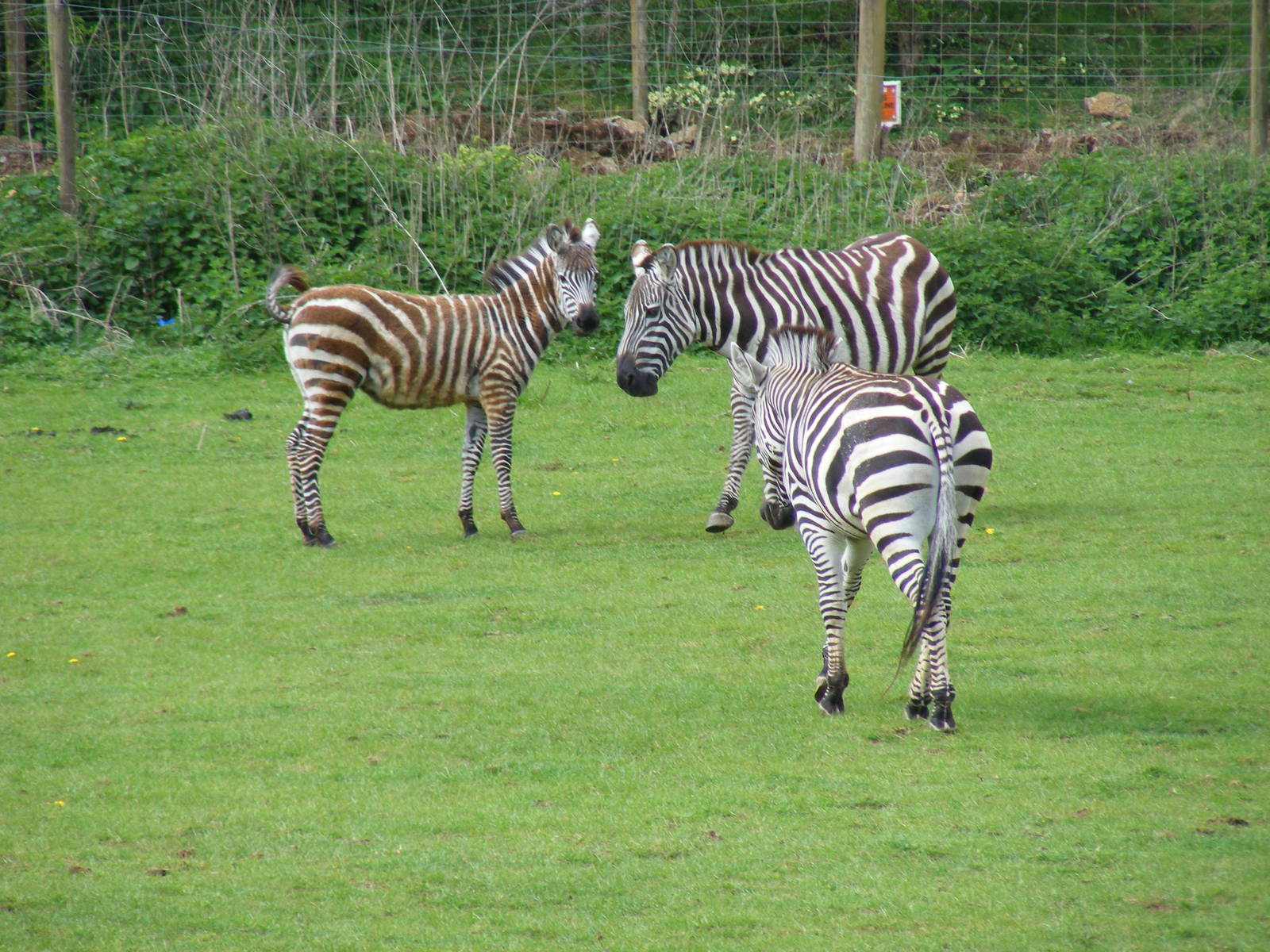 Zebras at Noah's Ark Zoo Farm, 1 May 2010