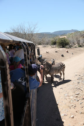 zebras at safari bus
