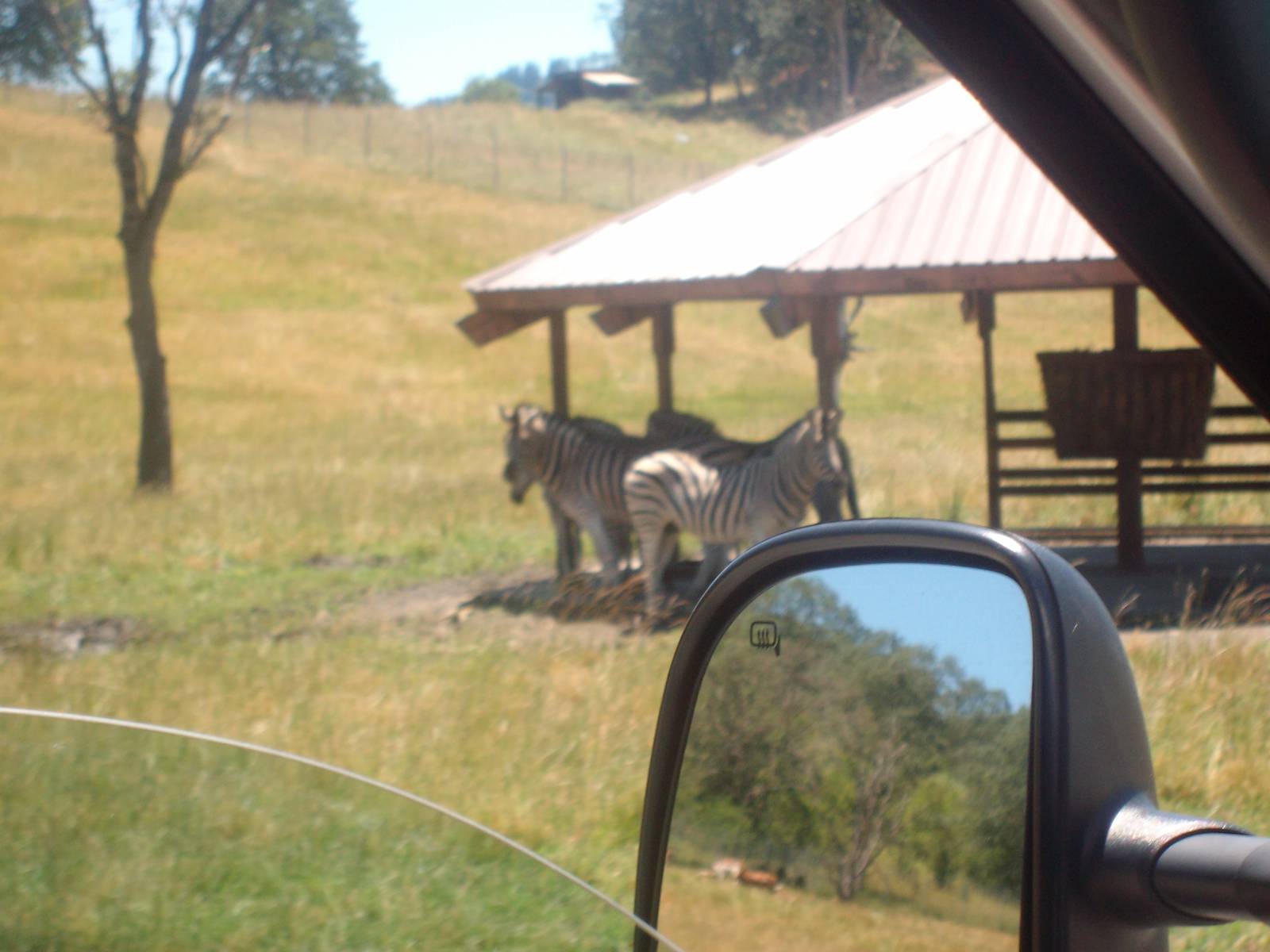 Zebras at Wildlife Safari