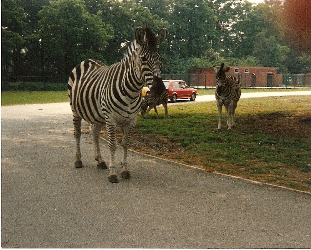 Zebras at Windsor Safari Park, 20 May 1989