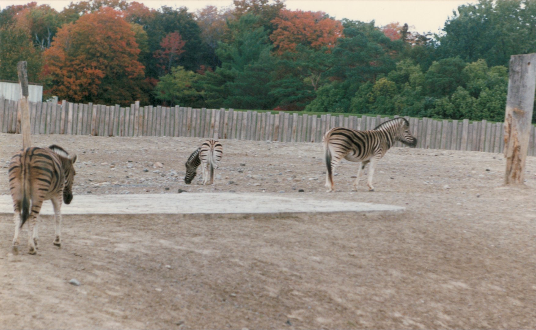 Zebras circa 1990