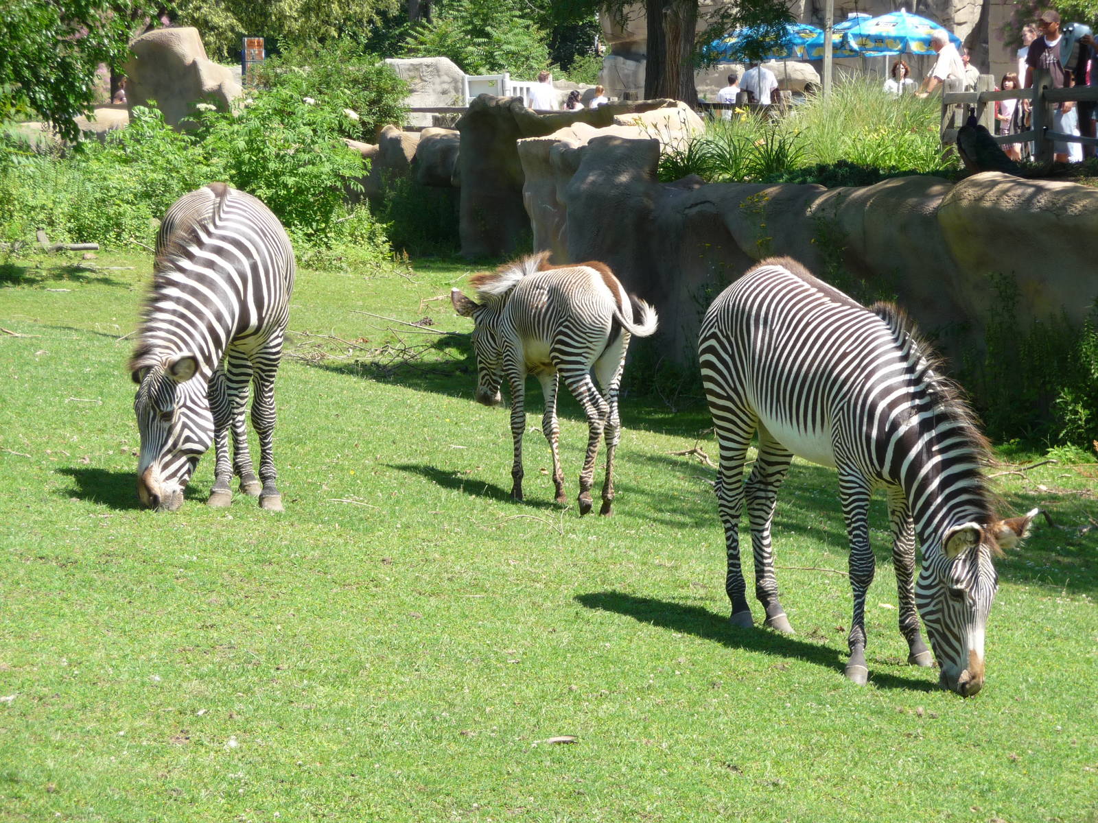 Zebras - Detroit Zoo