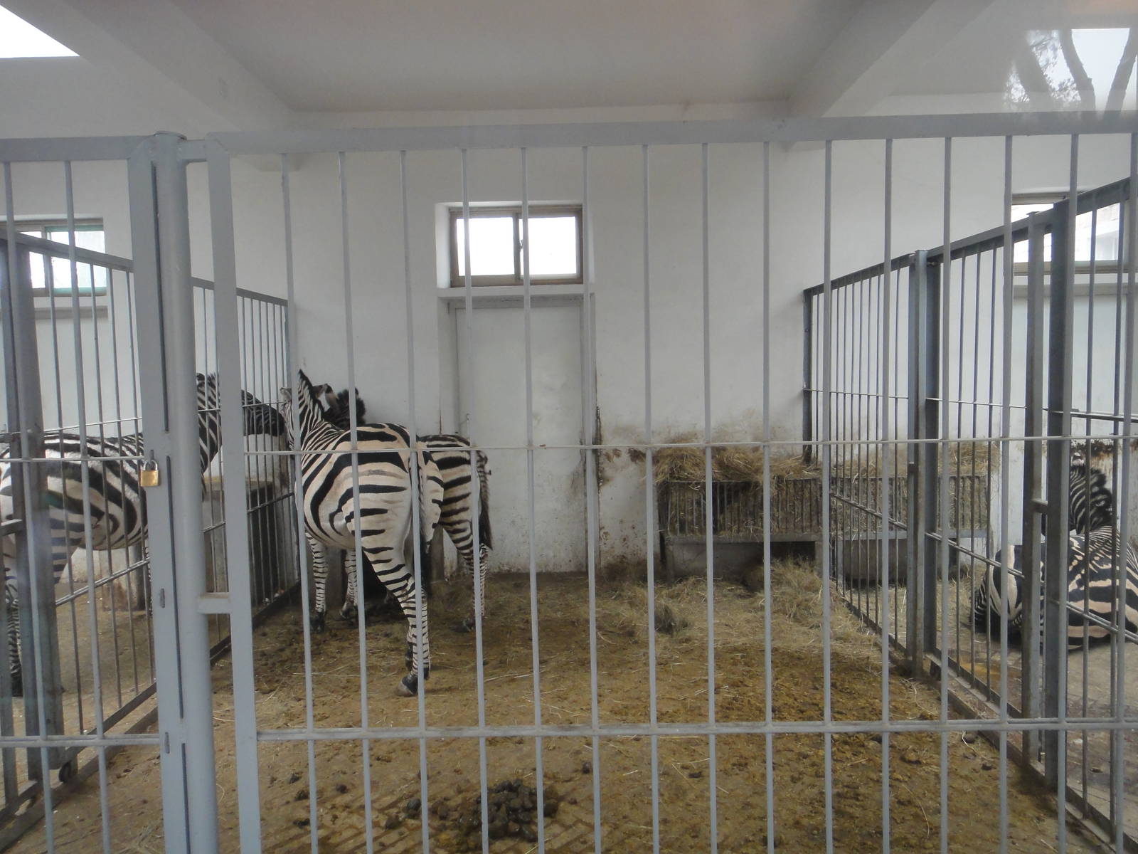 Zebras (Equus quagga)