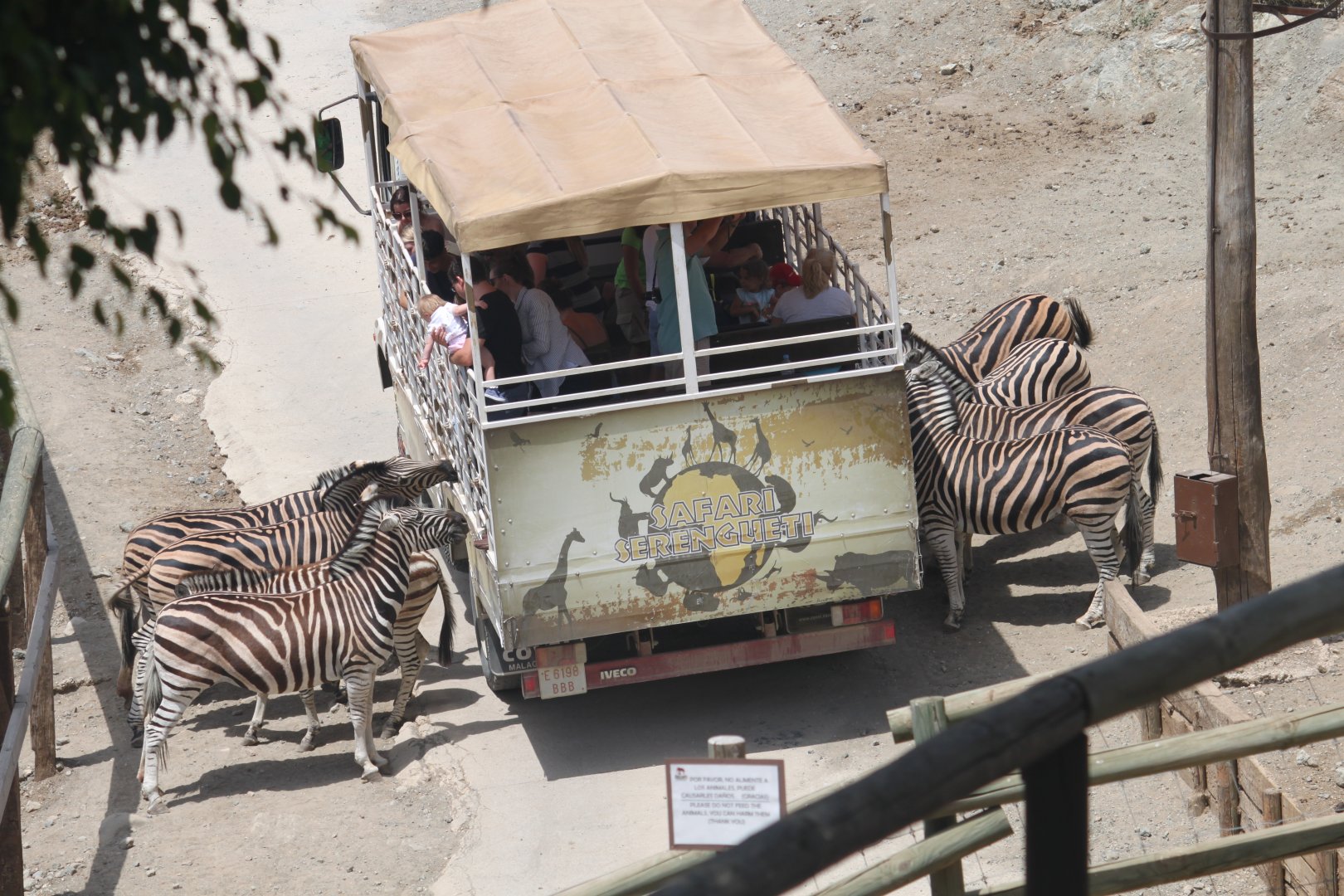 Zebras feeding from the jeep