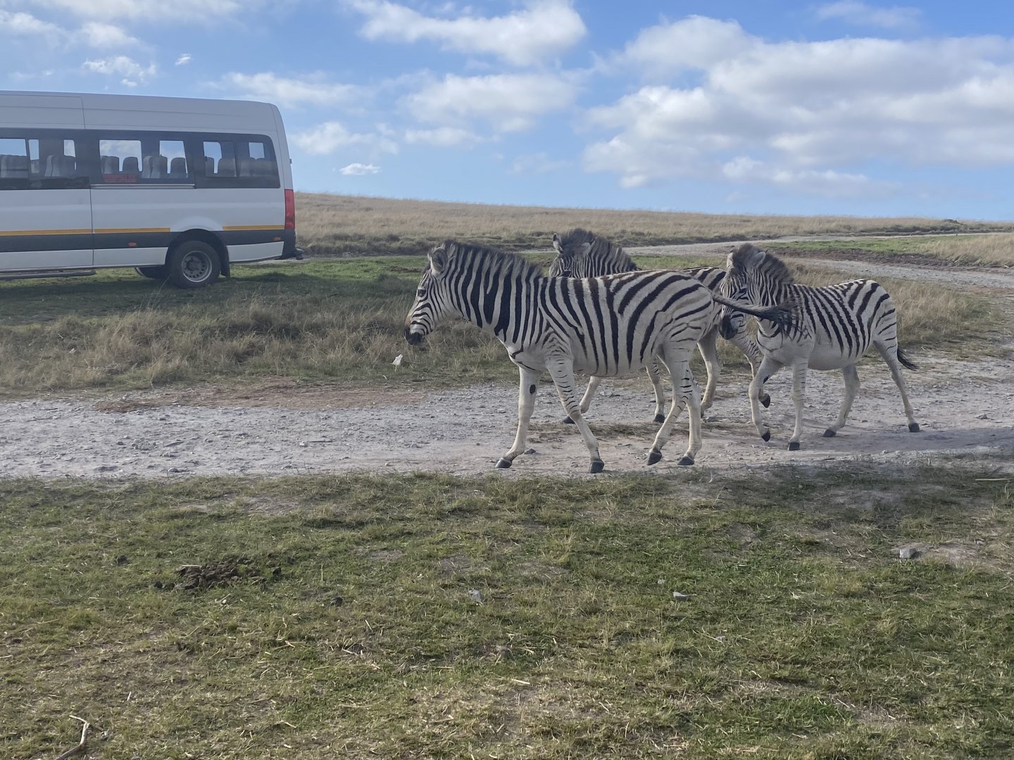 Zebras image 1