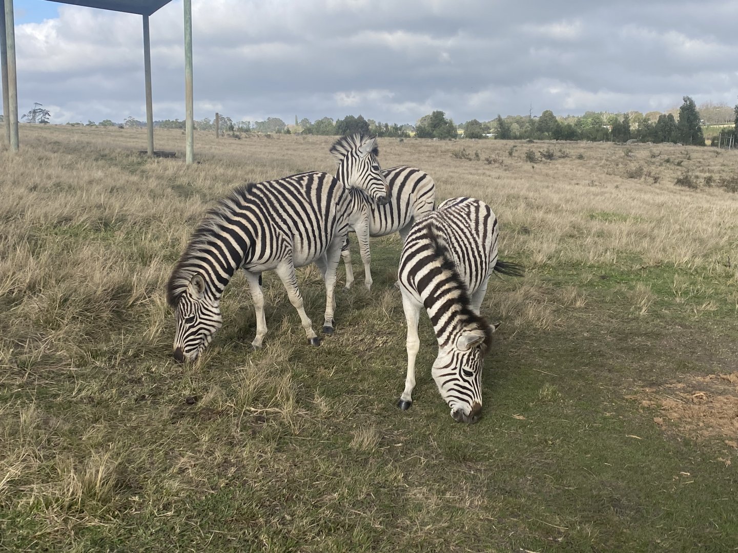 Zebras image 2
