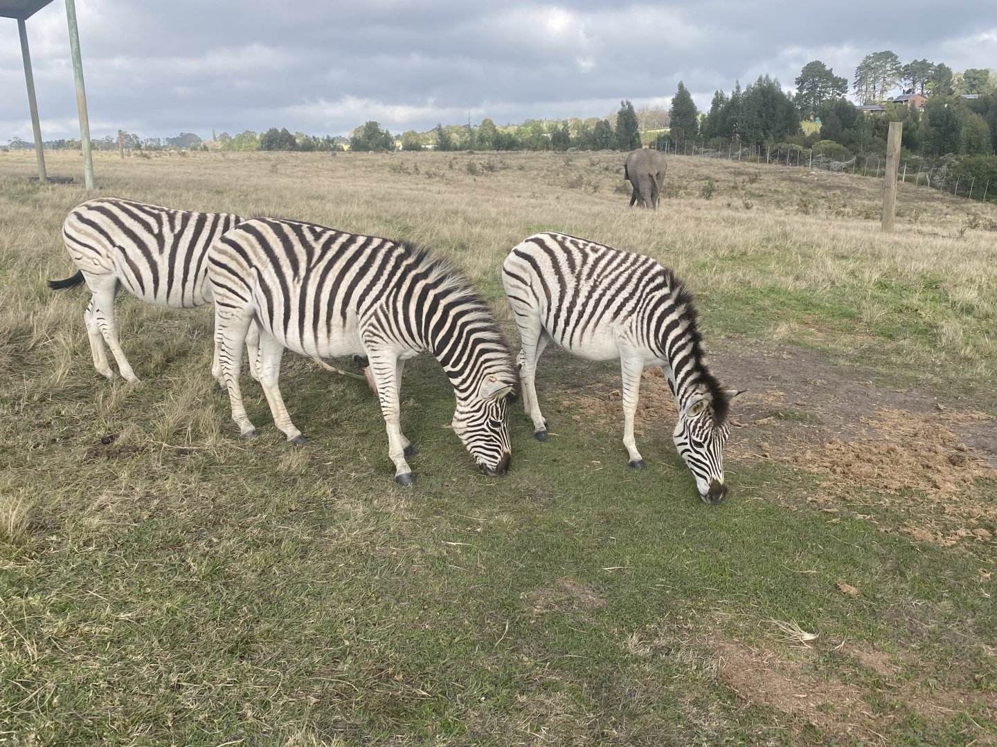 Zebras image 4