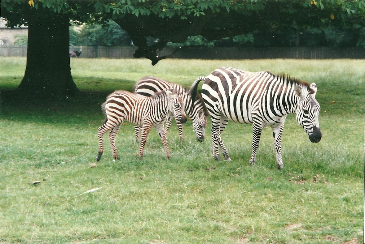 Zebras in Africa paddock 22nd July 2000