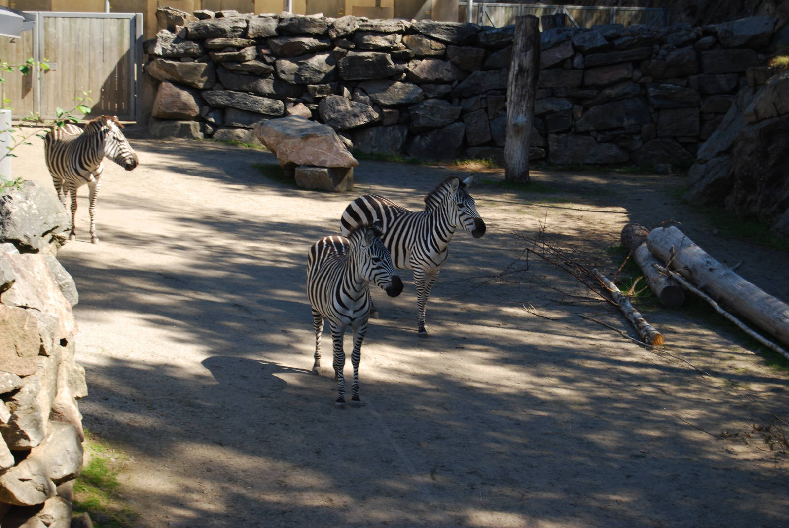 Zebras in Boras Zoo