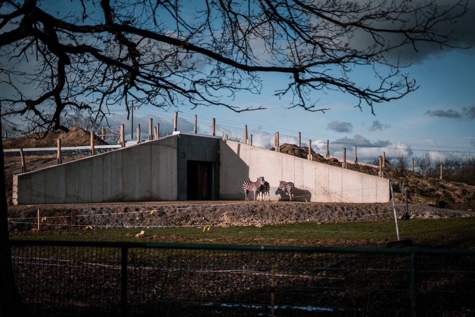 Zebras in front of the Africa house