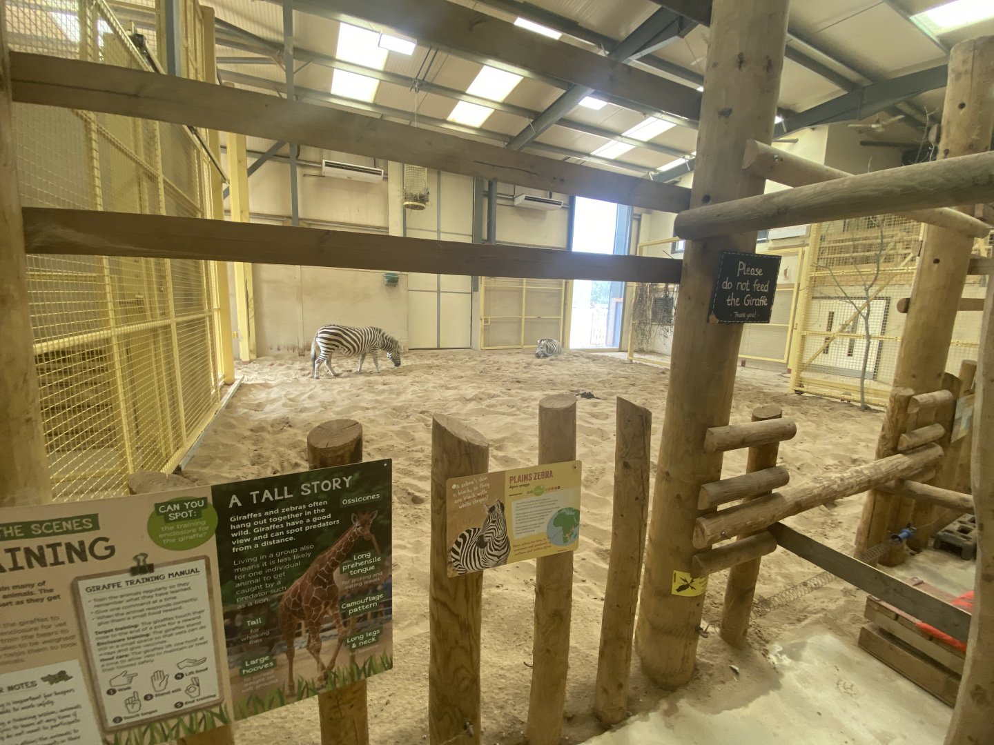 Zebras in giraffe house