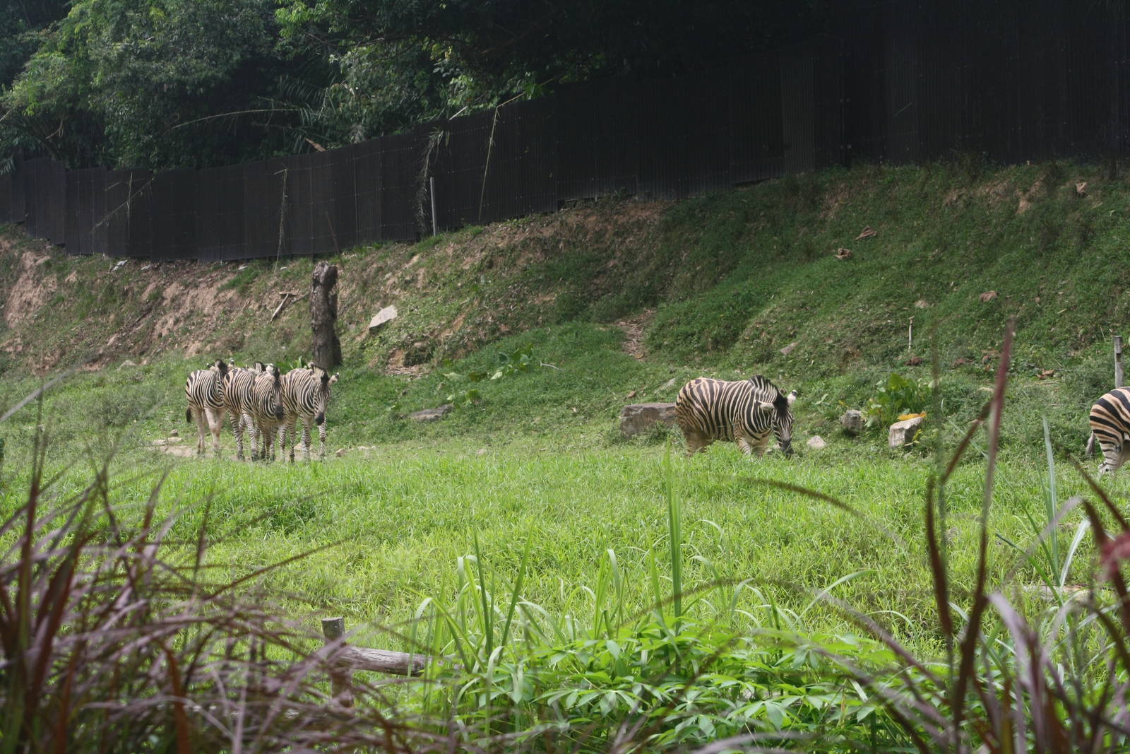 Zebras in Savannah Enclosure - 2015