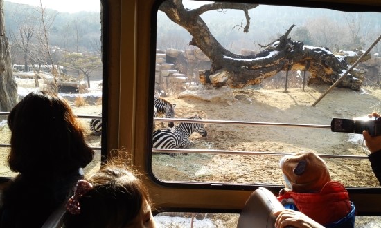 Zebras in the Lost Valley attraction