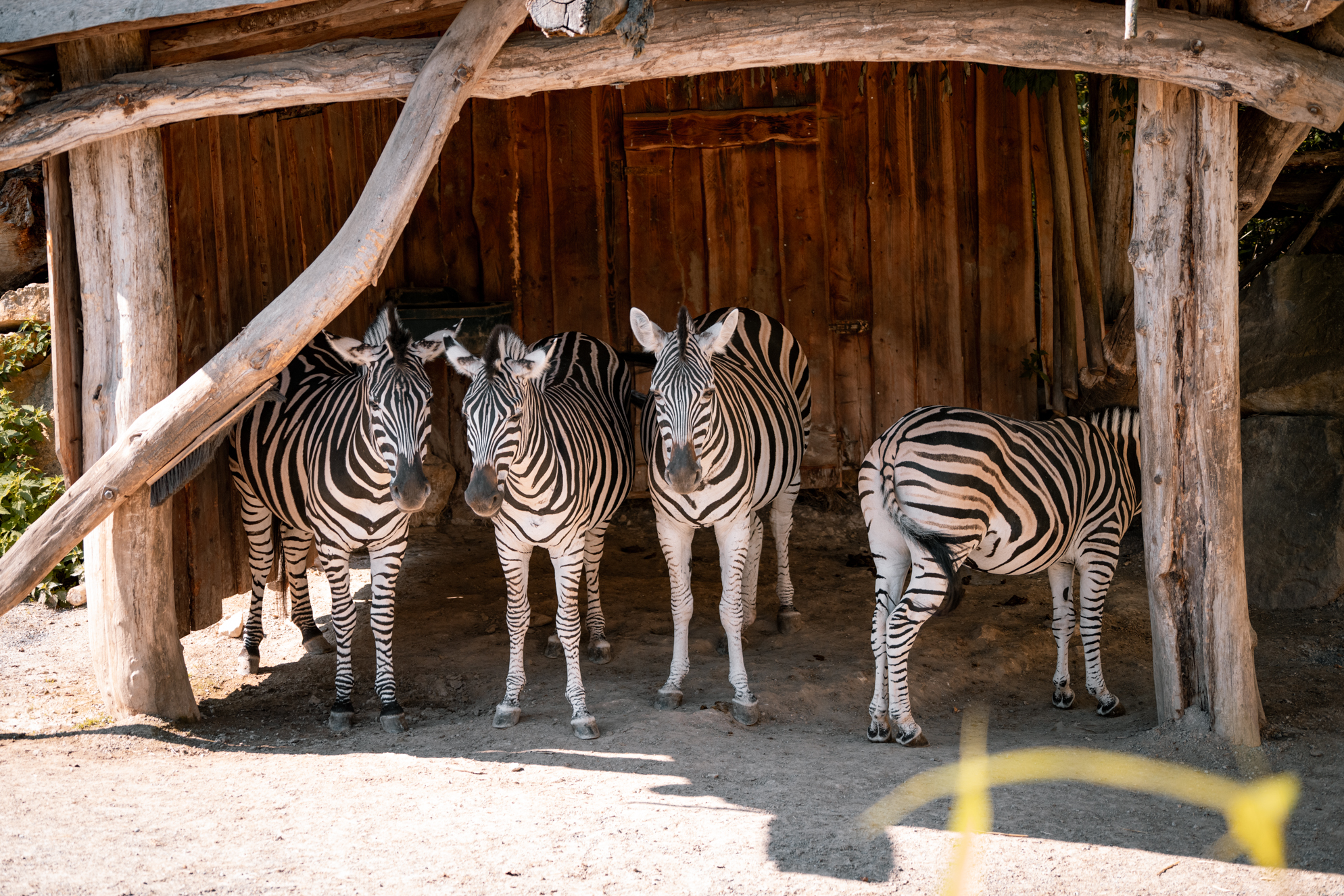 Zebras in the shade