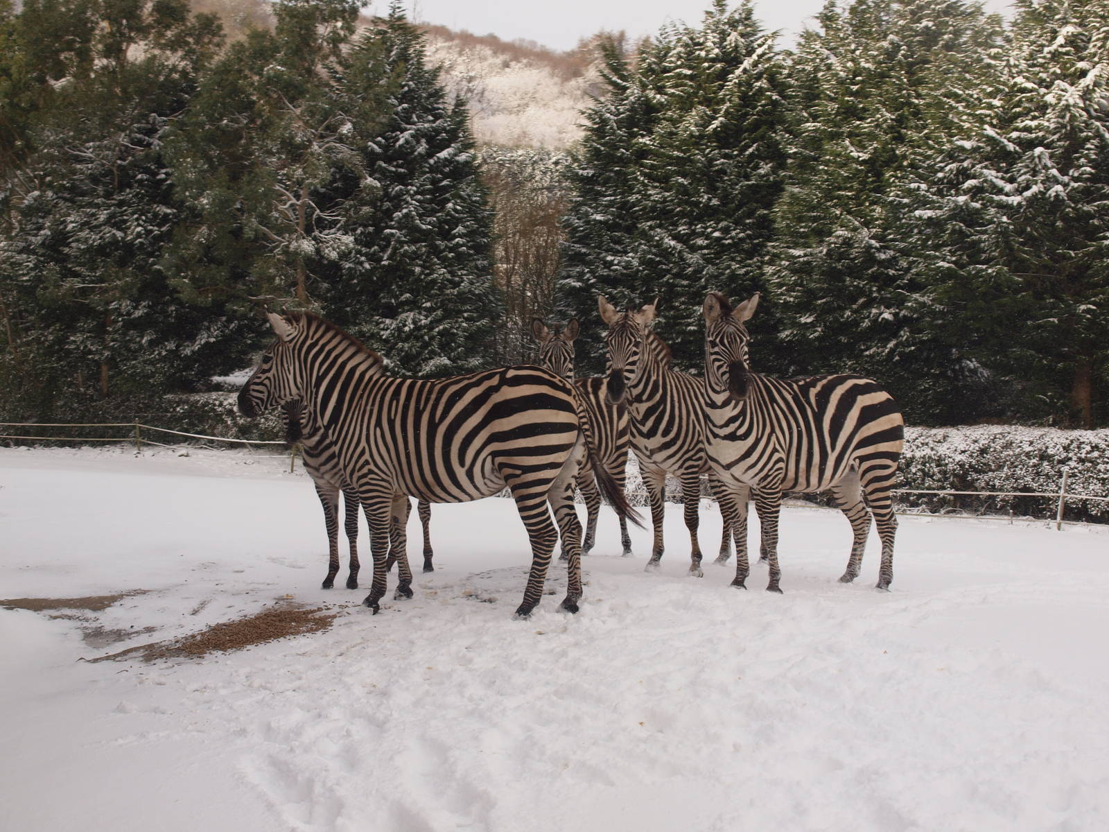zebras in the snow (again)