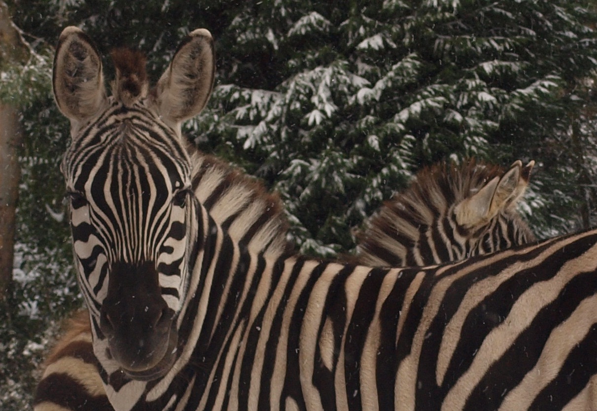 zebras in the snow