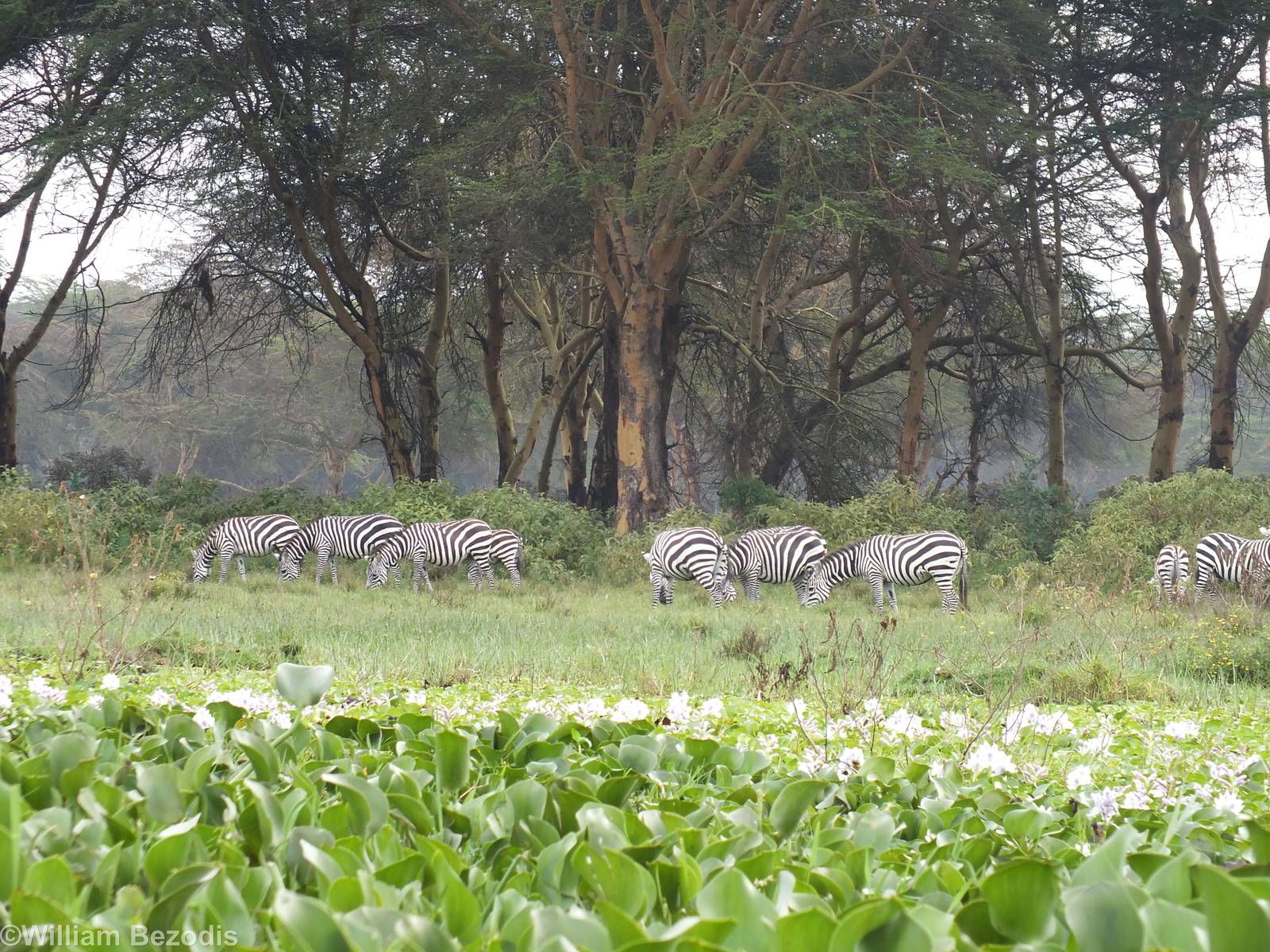 Zebras - Lake Naivasha