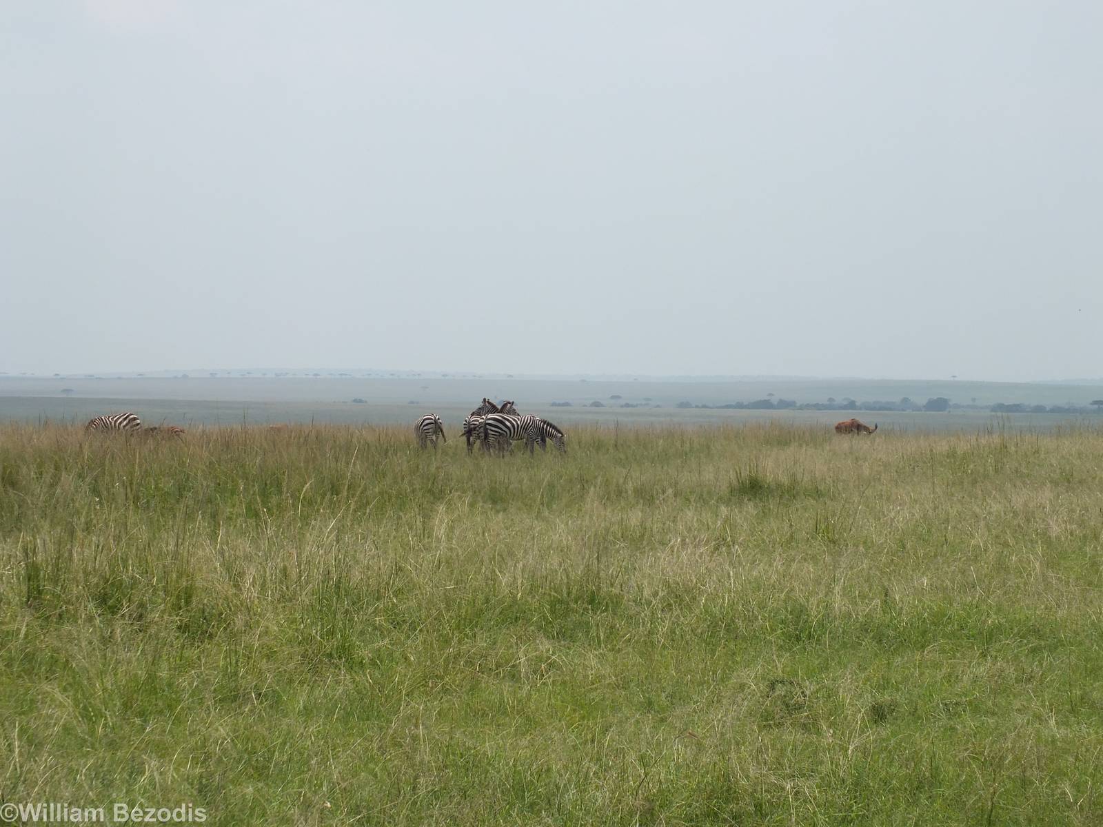 Zebras - Maasai Mara