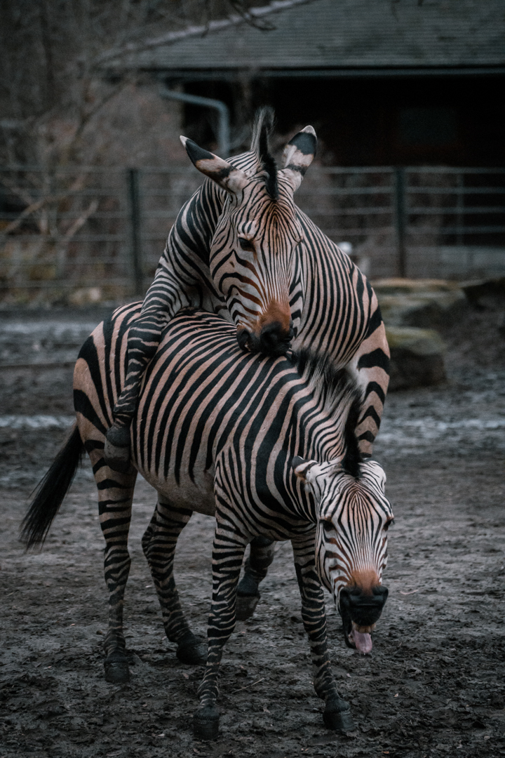 Zebras maiting