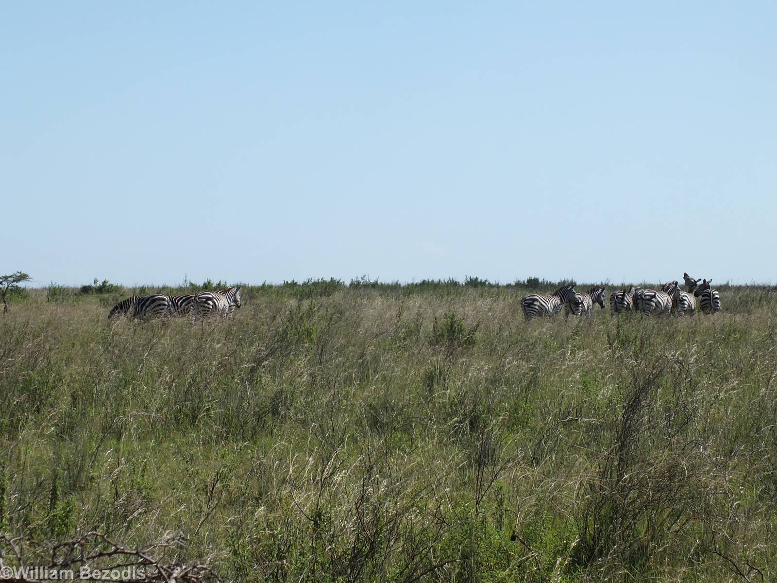 Zebras - Nairobi National Park