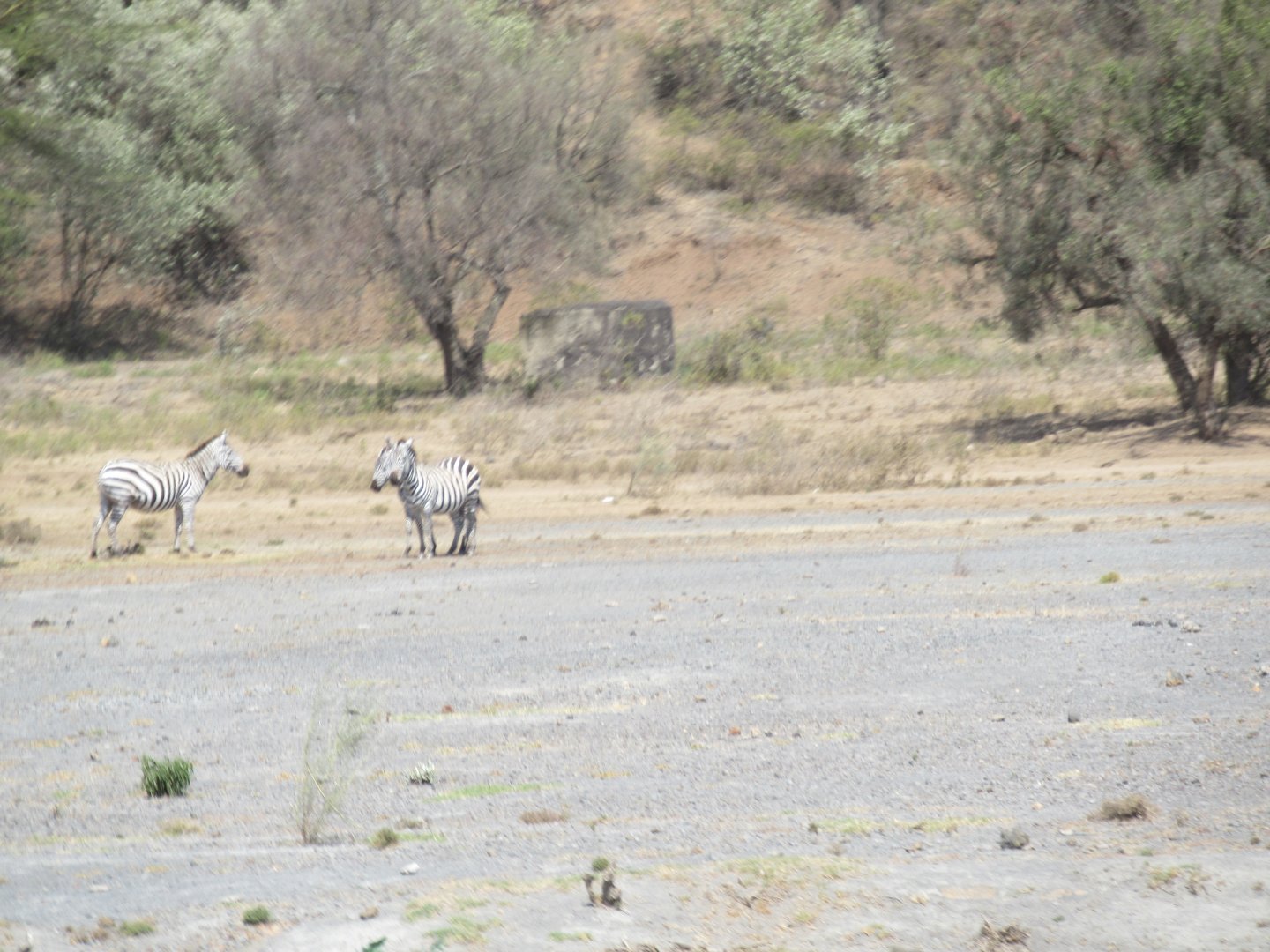 Zebras near a major highway