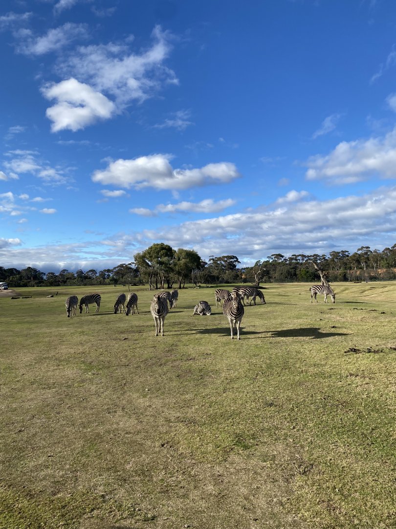 Zebras on Lower Savannah