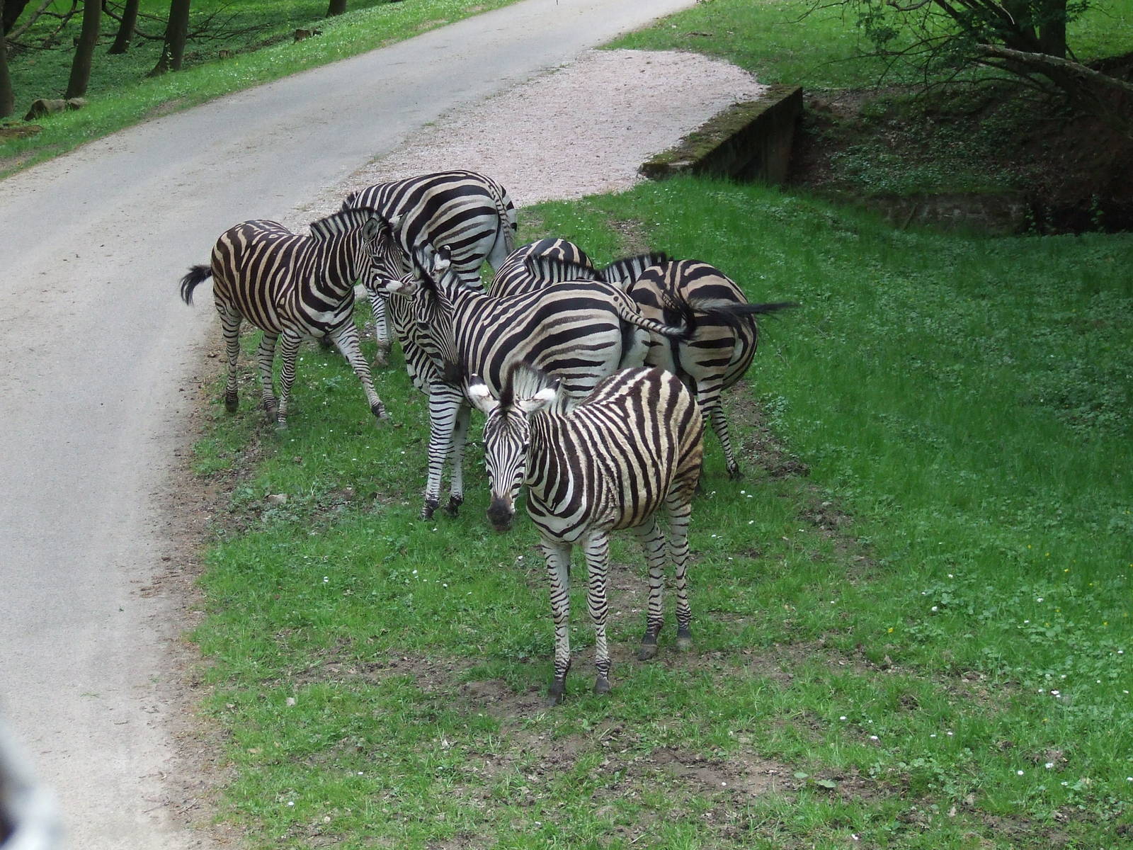 Zebras on Safari road