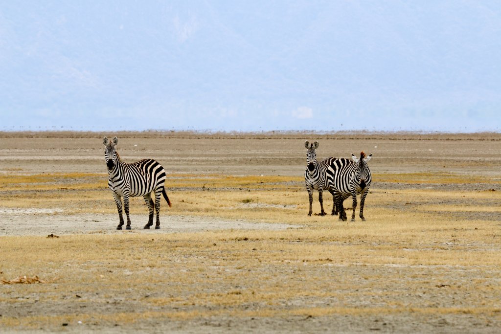 Zebras on the dry Lake Manyara