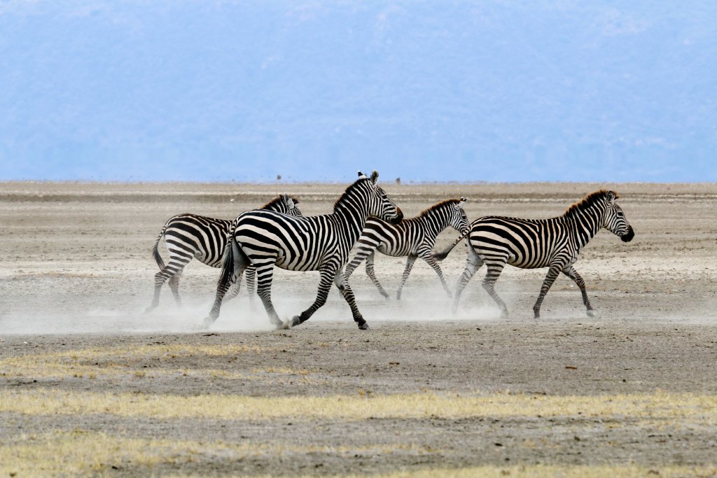 Zebras on the dry Lake Manyara